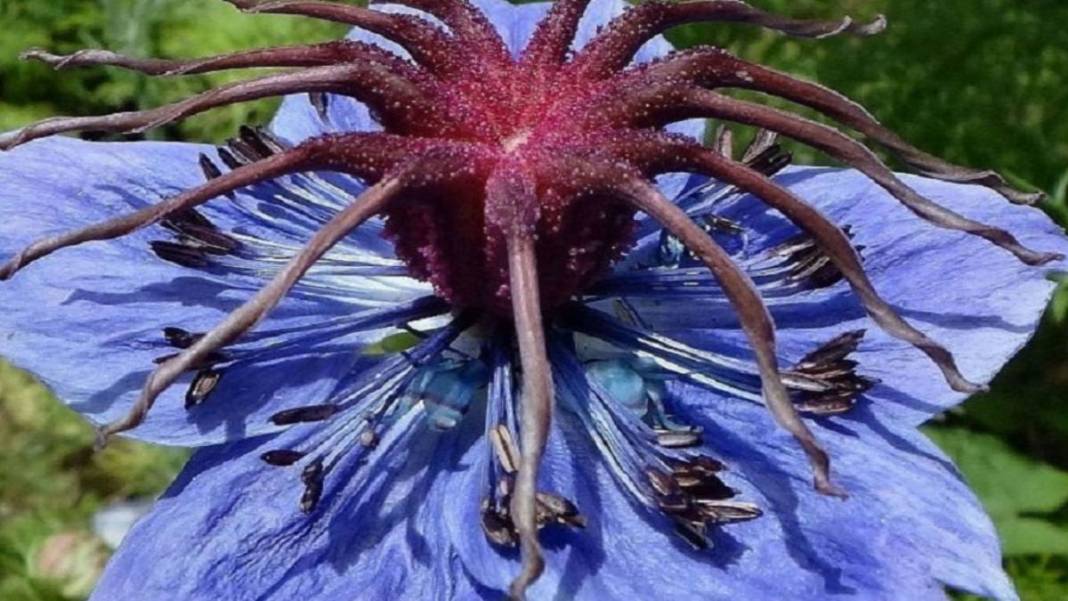 Bu bitkilerin bir tek ölüme çaresi yok! Bedava olduğu için kimse tavsiye etmiyor: Bu 9 bitki ile bir daha hasta olmayacaksınız 1